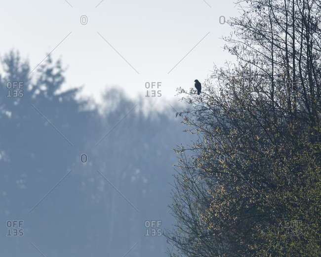 Silhouette of hawk in a tree