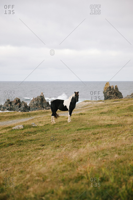 Brown cow grazing in field by water