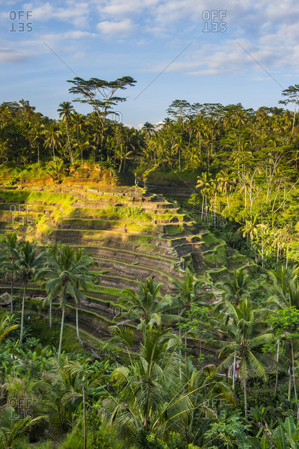 Indonesia- Bali- Ubud- Tegallalang rice terraces and sun light