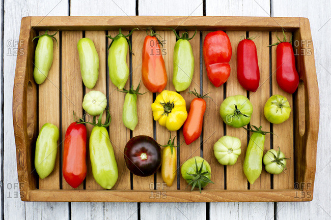 Tray with various tomatoes- stage of ripeness- unripe