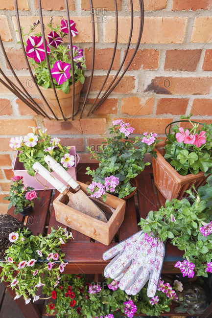 Various potted spring and summer flowers- gardening tools and gloves