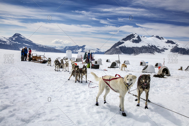 January 1, 2000: USA, Alaska, Juneau, the dogs prepare for their tour, Helicopter Dogsled Tour flies you over the Taku Glacier to the HeliMush dog camp at Guardian Mountain above the Taku Glacier, Juneau Ice Field