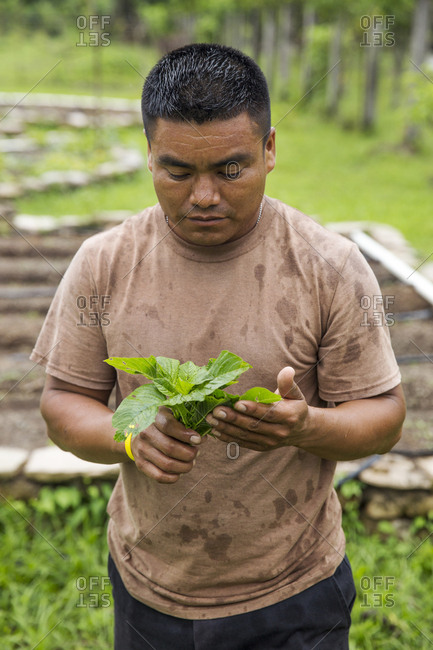 May 30, 2014: BELIZE, Punta Gorda, Toledo, Belcampo Belize Lodge and Jungle Farm offers a a farm to table cuisine supplied by their own organic farm, they do their best to offer a real experience of Belize flavors