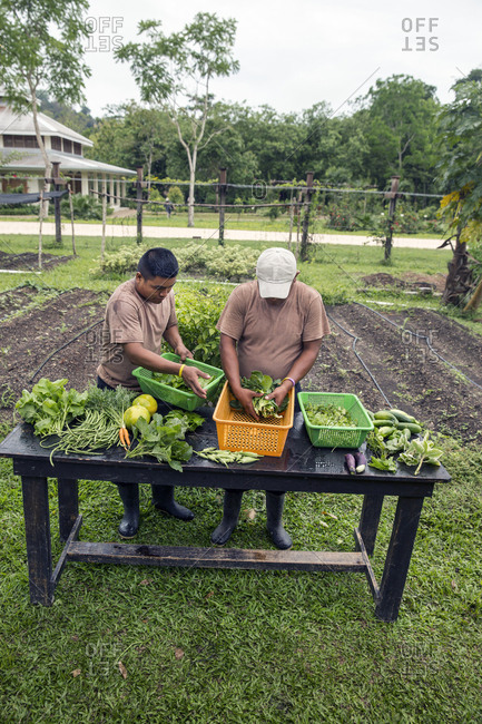 May 30, 2014: BELIZE, Punta Gorda, Toledo, Belcampo Belize Lodge and Jungle Farm offers a a farm to table cuisine supplied by their own organic farm, they do their best to offer a real experience of Belize flavors