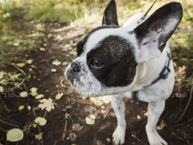 French Bulldog resting along a mountain trail in Autumn.