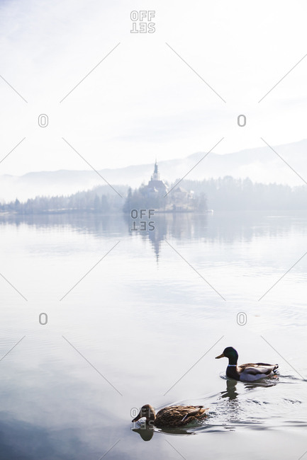 Slovenia- Gorenjska- Bled- couple of Mallard ducks swimming on Bled lake with Bled island behind on a foggy winter morning