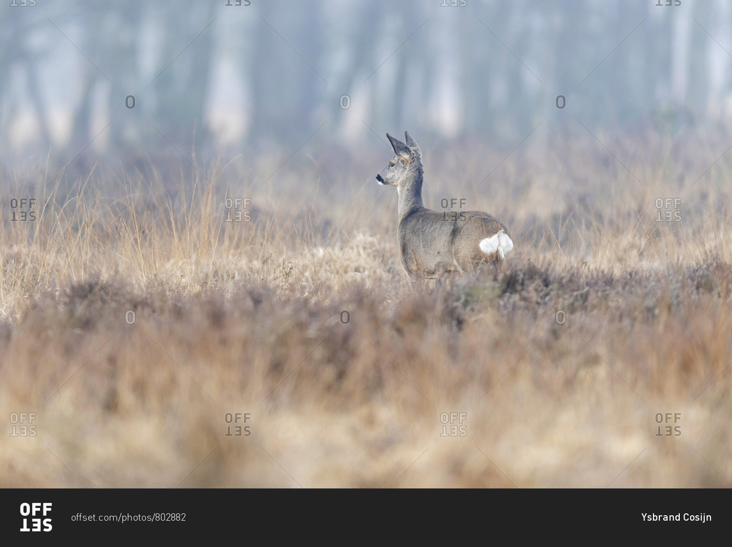 Telephoto view of a young deer in a cool toned field