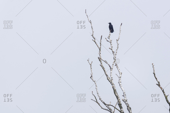 Silhouette of a crow on bare birch tree branches