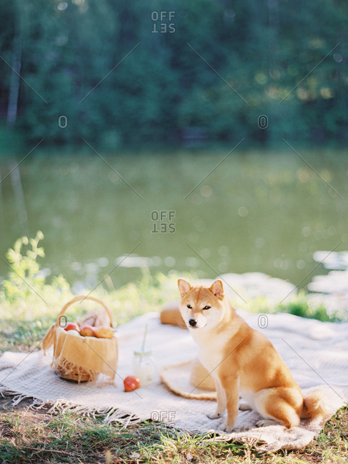 Dog sitting on picnic blanket by river