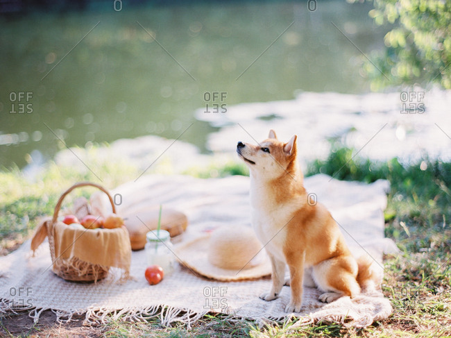 Furry dog sitting on picnic blanket by river