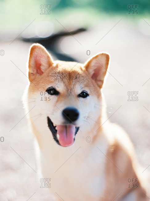 Close up of a happy furry dog outdoors