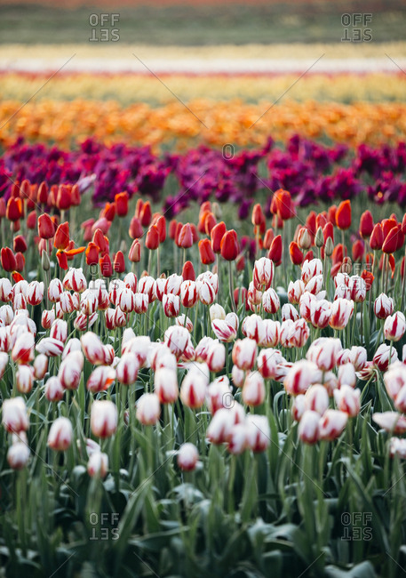 Rows of colorful tulips in a field