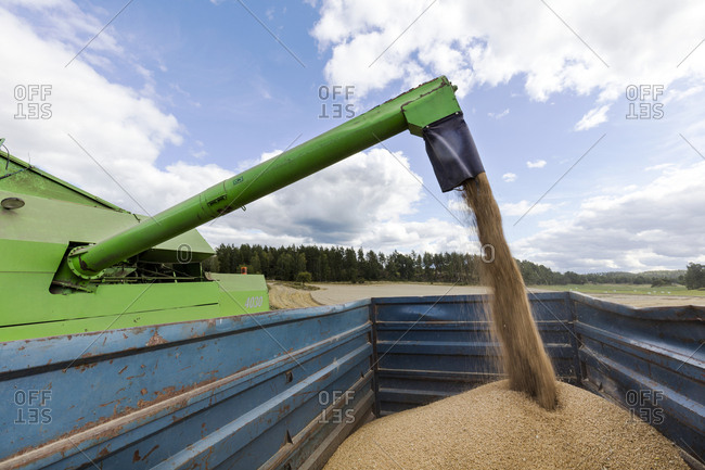 Loading wheat on trailer