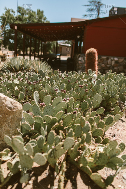 Desert home with wild cactus garden