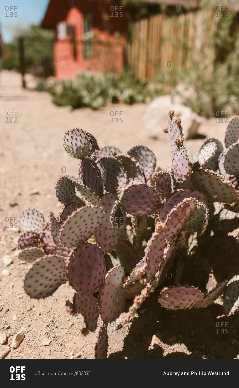 Purple cactus in the desert sun