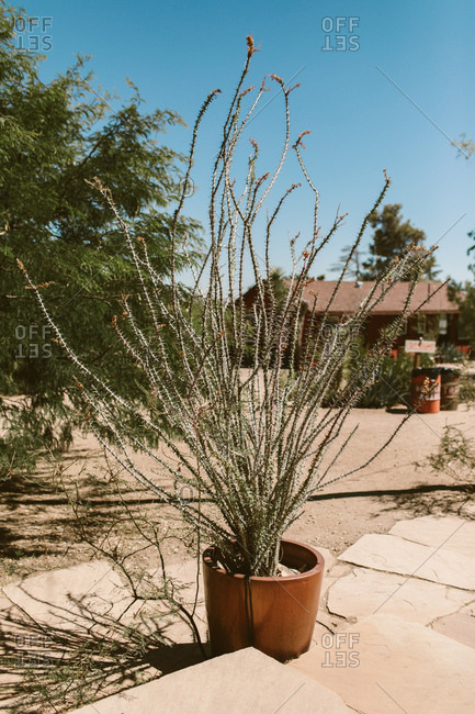 Ocotillo cactus in planter - Offset