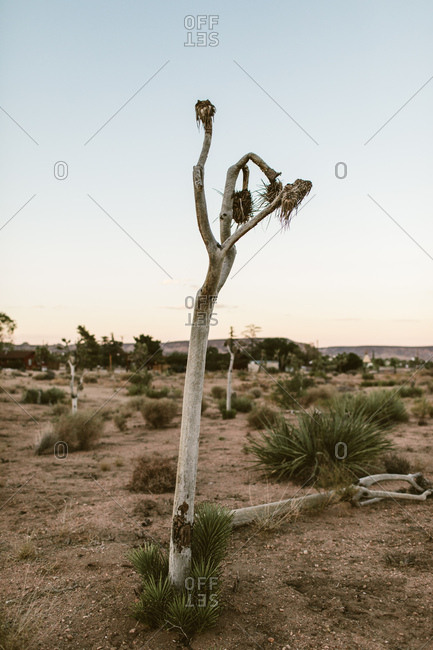 Dead Joshua tree in a desert at dusk