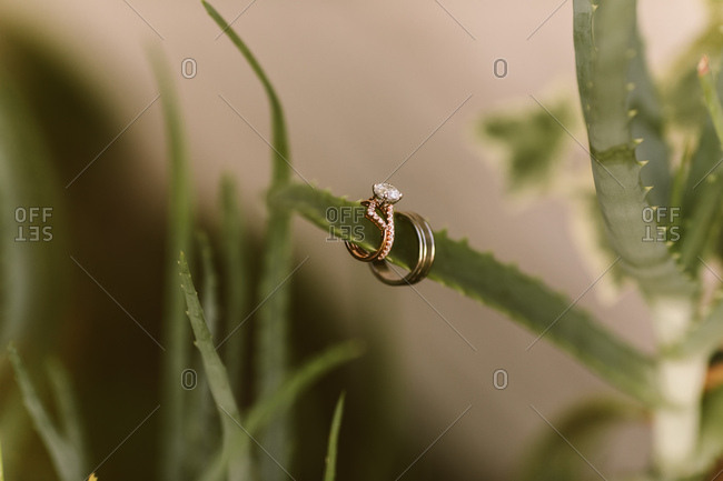 Wedding rings on a desert succulent