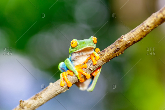 Side view of exotic red eyed tree frog sitting on branch on blurred background