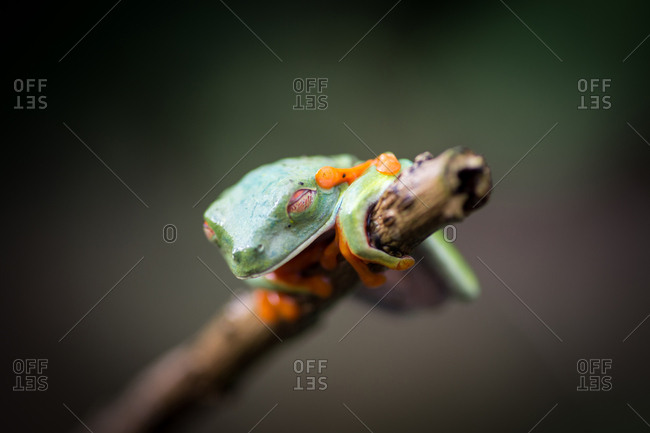 Side view of exotic red eyed tree frog sitting on branch on blurred background