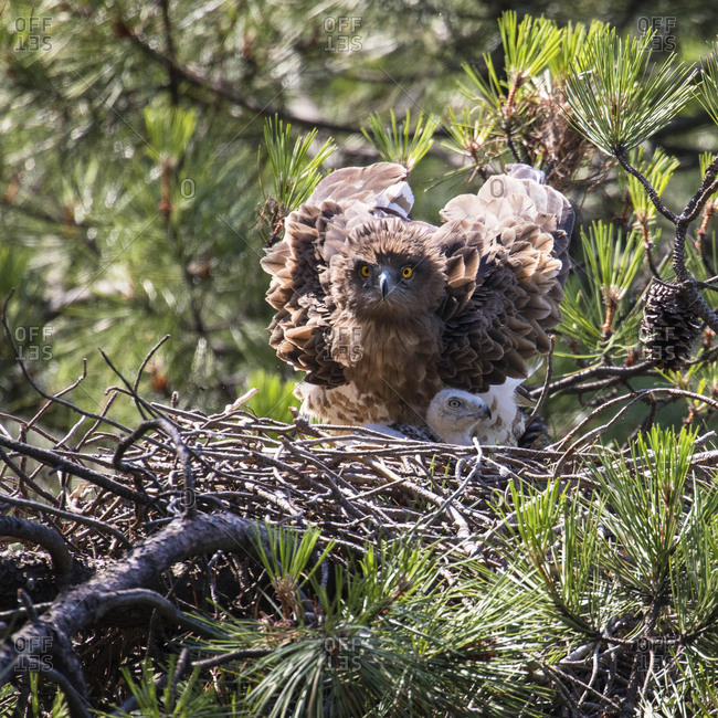 Furious wild eagle looking at camera and sitting near little bird in nest between coniferous twigs