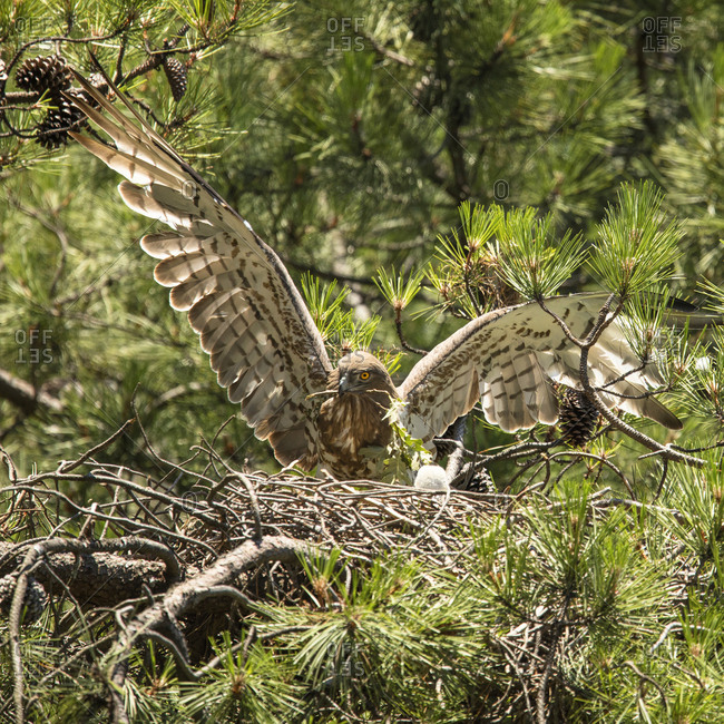 Furious wild eagle sitting near little bird in nest between coniferous twigs