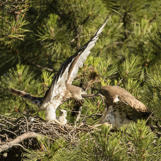 Furious wild eagle fighting for a snake in nest between coniferous twigs