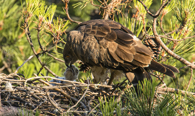 Furious wild eagle sitting near little bird and feeding in nest between coniferous twigs