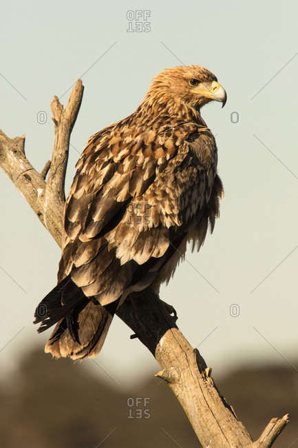 Furious wild eagle