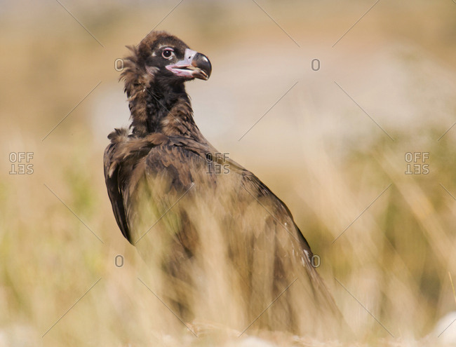 Big brown wild vulture sitting on land between grass and looking away on blurred background
