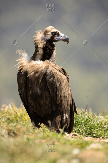 Big brown wild vulture sitting on land between grass and looking away on blurred background