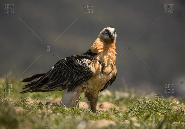 Furious wild gypaetus barbatus