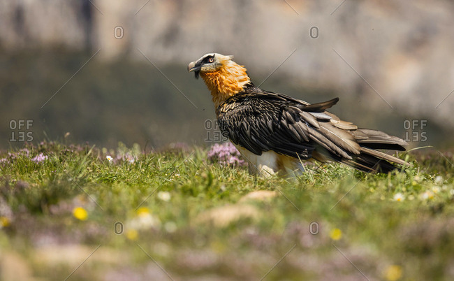 Furious wild gypaetus barbatus