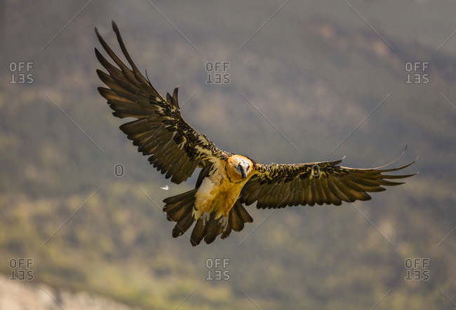 From below big wild eagle flying near mountains on blurred background