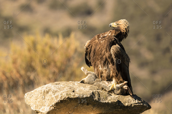 Furious wild eagle with a rabbit