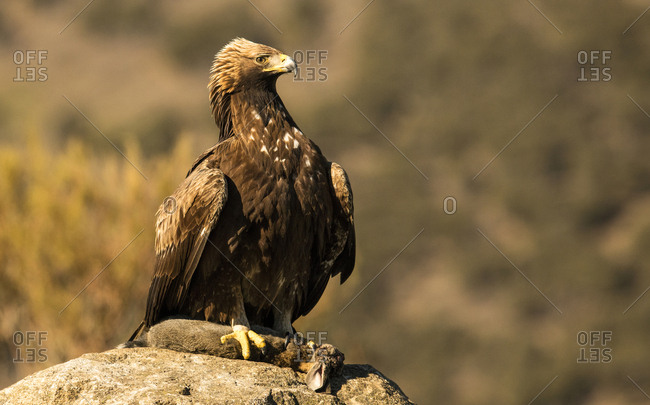Furious wild eagle with a rabbit