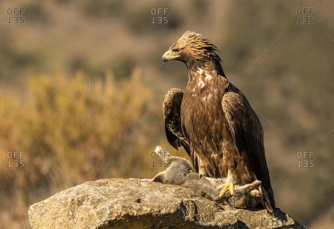 Furious wild eagle with a rabbit