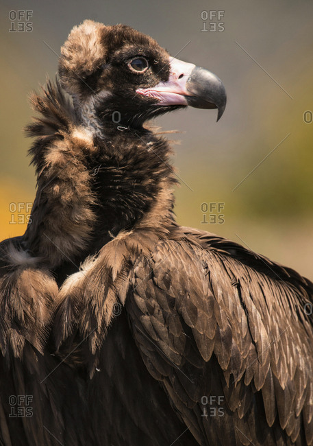 Big brown wild vulture sitting on land between grass and looking away on blurred background