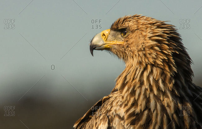Furious wild eagle