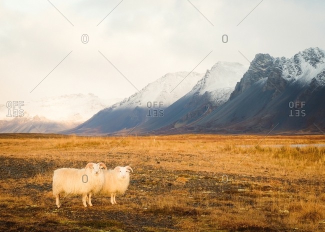 Wild sheep pasturing between dry meadow near high hills in Iceland
