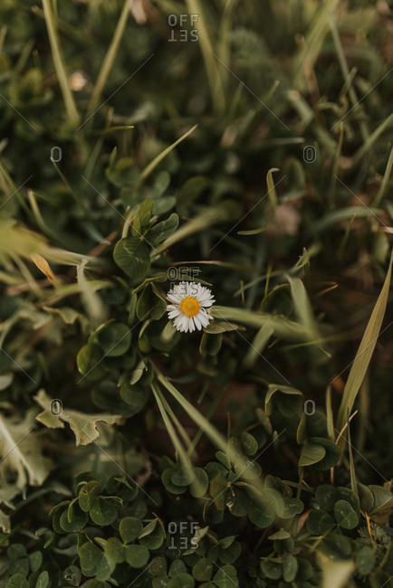 Close-up of a single English daisy in a field of green
