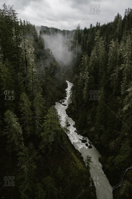 Fog above river running through dense forest