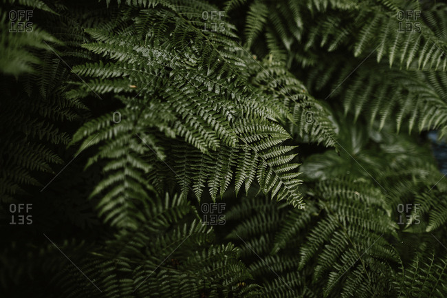 Close up of dense ferns