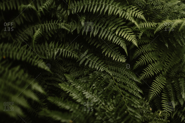 Close up of dense green ferns
