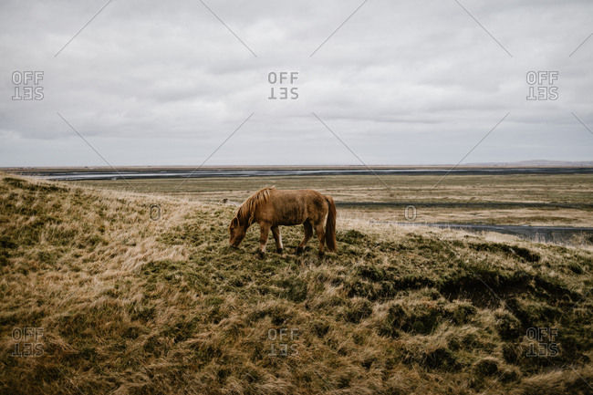 Horse grazing in the countryside