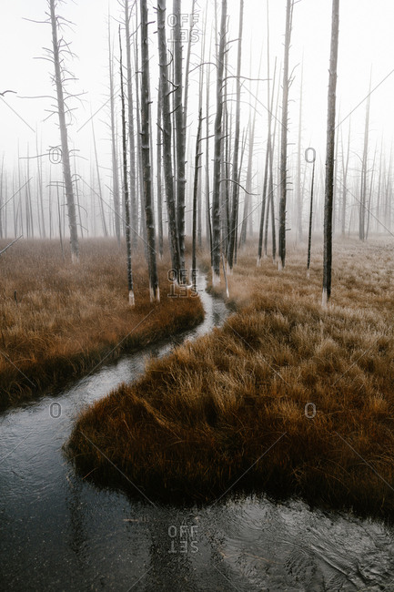 Narrow river running through foggy forest