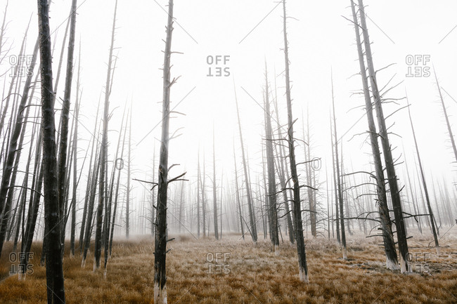 Tall dead trees in a foggy forest