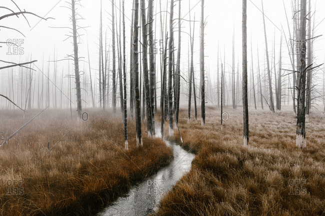 Narrow river in a foggy forest