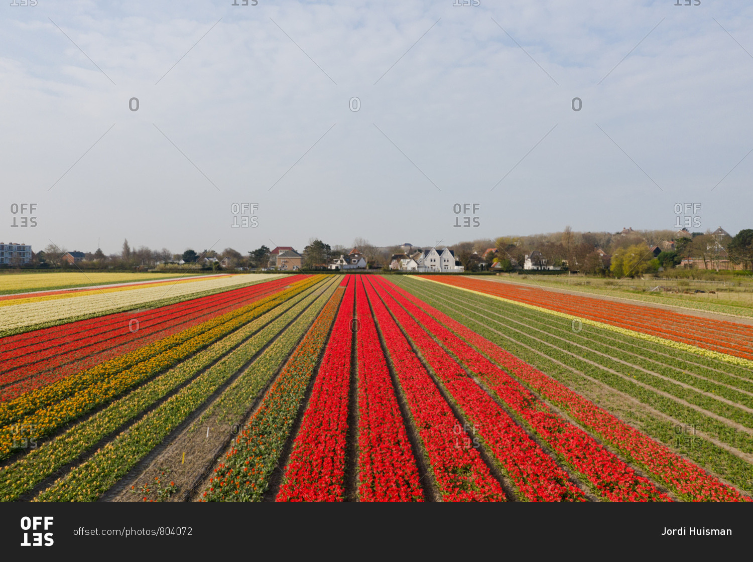 Fields with tulips in the spring in The Netherlands.