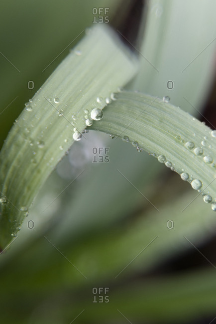 Water droplets on leaves - Offset